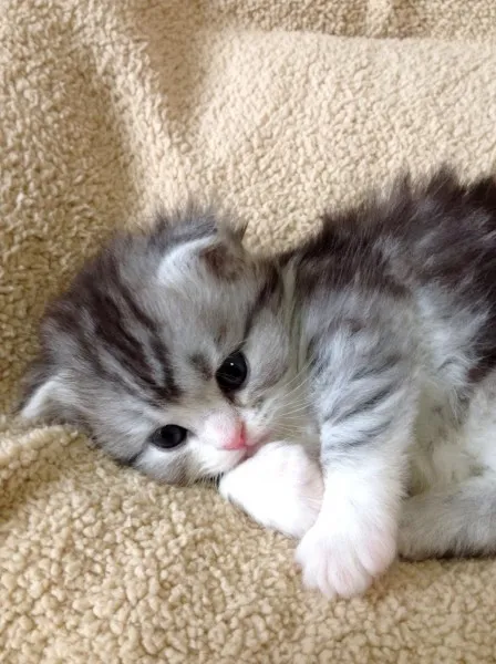 ID：1304-00174の子猫