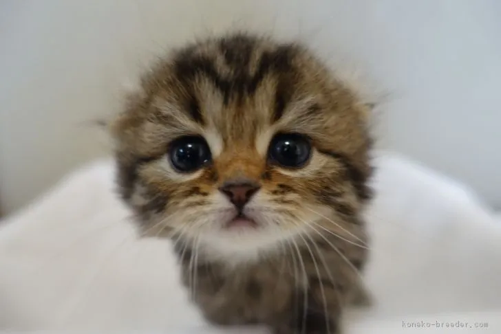 ID：1702-00361の子猫