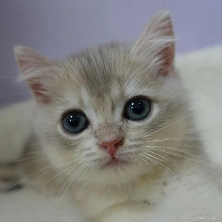 ID:2206-01360の子猫