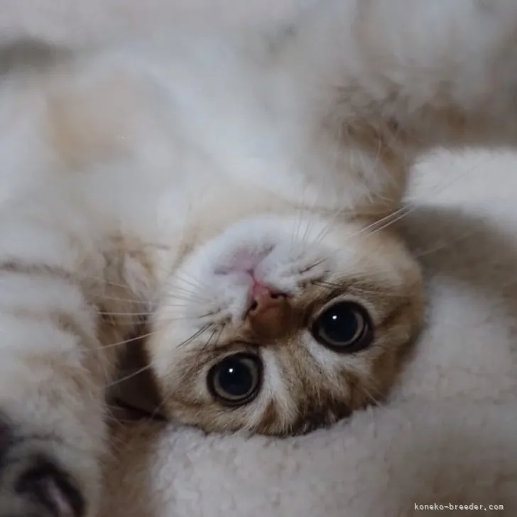 ID:2309-03044の子猫