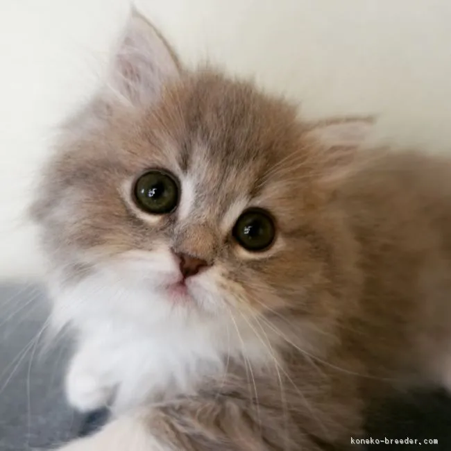 ID：1901-00515の子猫