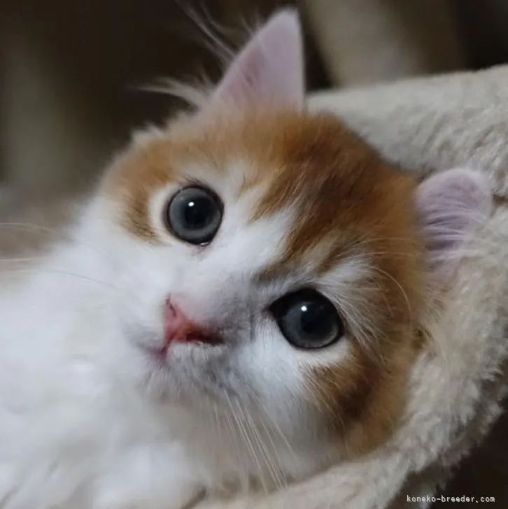ID：2209-01170の子猫