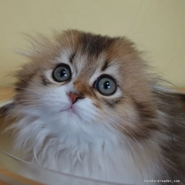 ID：2201-00470の子猫