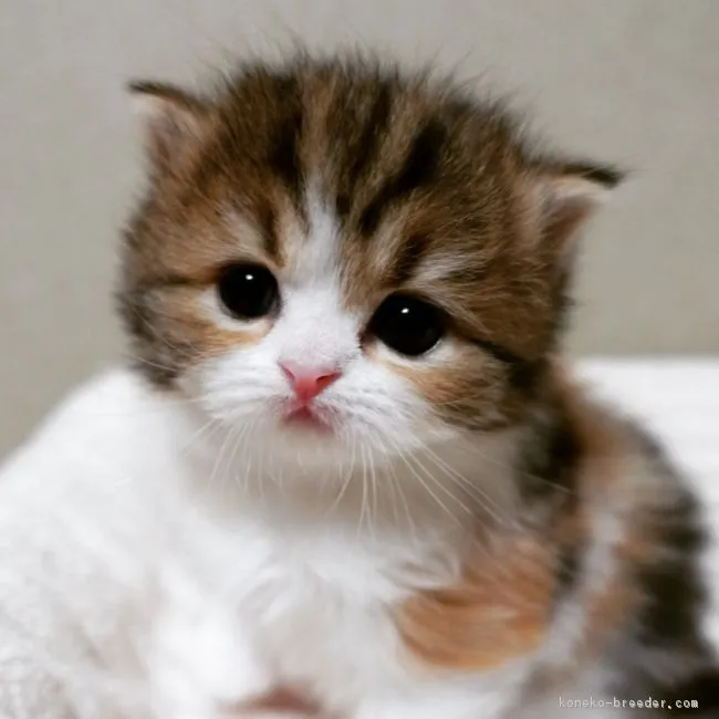 ID:1712-00464の子猫