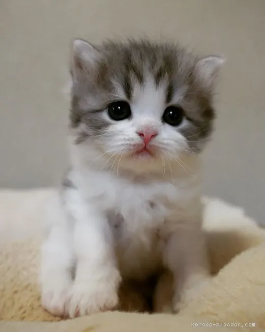 ID：1903-00674の子猫