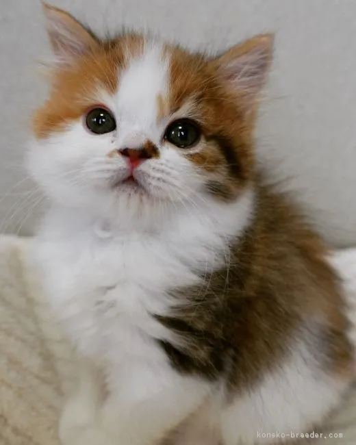 ID:1802-00446の子猫