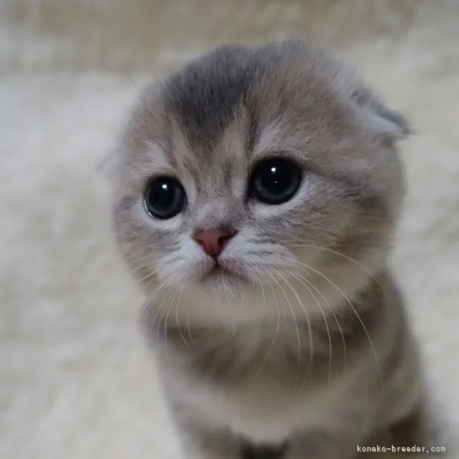 ID:2201-00442の子猫
