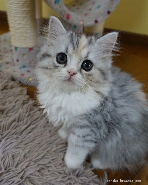 ゆし 様のお迎えした子猫