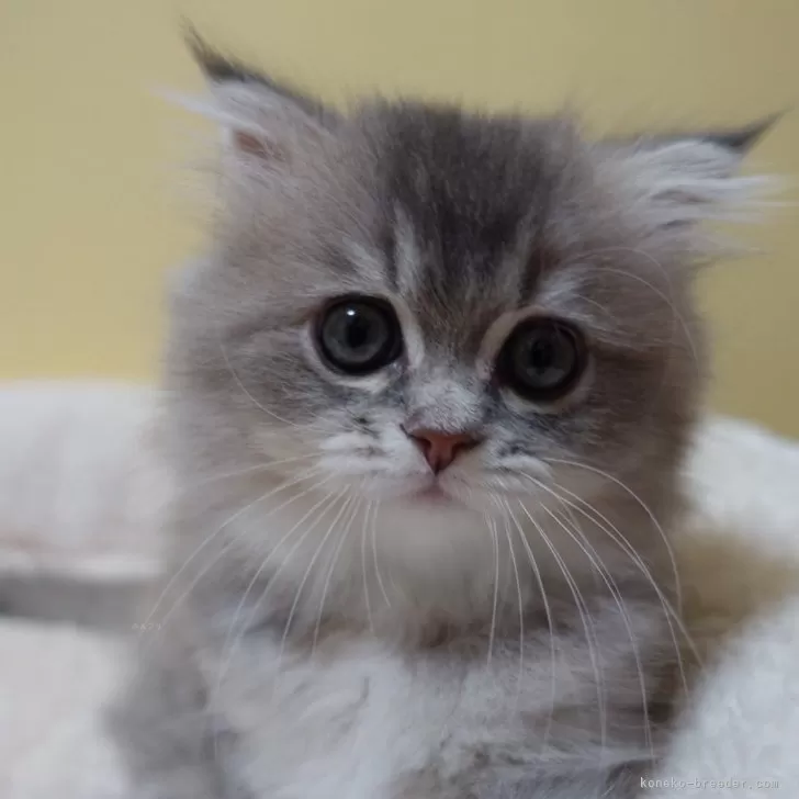 ID：2408-01309の子猫