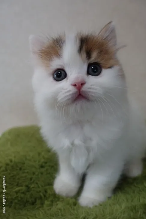 ID:1701-00332の子猫