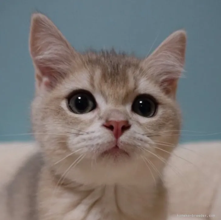 ID:2309-02950の子猫