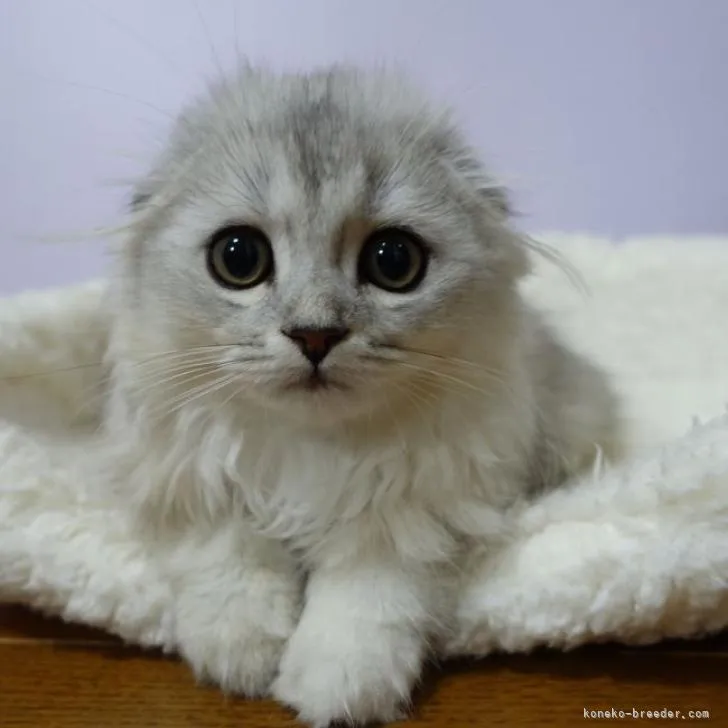 ID：2206-01264の子猫