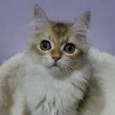 ブリティッシュロングヘア【埼玉県・男の子・2022年5月15日・ゴールデン】の写真2「8月31日撮影」