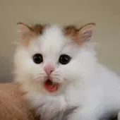 スコティッシュフォールド(立ち耳)【埼玉県・男の子・2018年12月4日・ブラウンタビー&ホワイト(ロングヘアー)】の写真2「1月25日撮影」