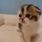 スコティッシュフォールド(折れ耳)【埼玉県・男の子・2023年12月14日・ゴールデンティックドタビー&ホワイト】の写真3「1/16」