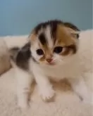 スコティッシュフォールド(折れ耳)【埼玉県・男の子・2023年12月14日・ゴールデンティックドタビー&ホワイト】の写真4「1/16」