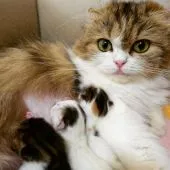スコティッシュフォールド(立ち耳)【埼玉県・男の子・2018年12月4日・ブラウンタビー&ホワイト(ロングヘアー)】の写真5「ママ猫のナッツちゃん」