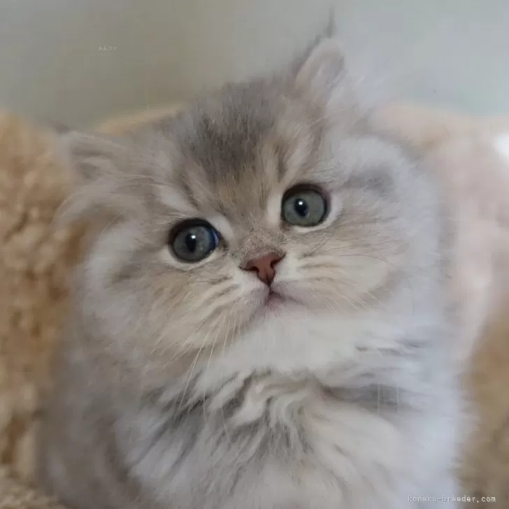 ID：2501-02287の子猫