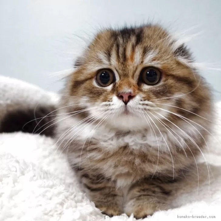 ID：2505-00848の子猫