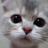 スコティッシュフォールド(立ち耳)