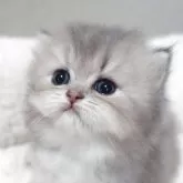 スコティッシュフォールド(立ち耳)