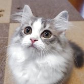 スコティッシュフォールド