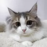 スコティッシュフォールド(立ち耳)