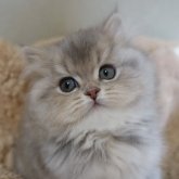 スコティッシュフォールド(立ち耳)