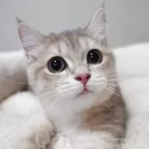 スコティッシュフォールド(立ち耳)【埼玉県・女の子・2025年5月16日・ブルーゴールデン】の写真4