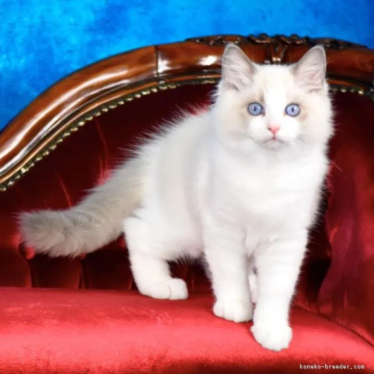 ID：2209-00881の子猫