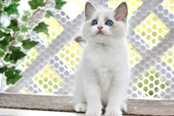 ID:2205-00697の子猫