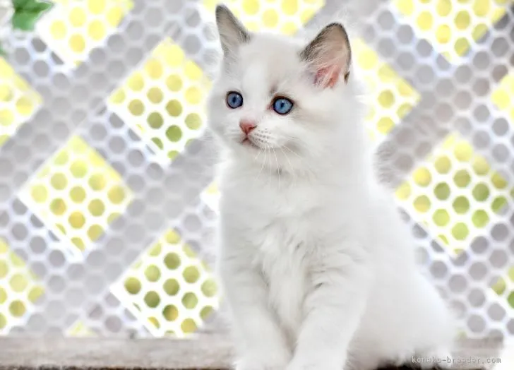 ID：2205-00701の子猫