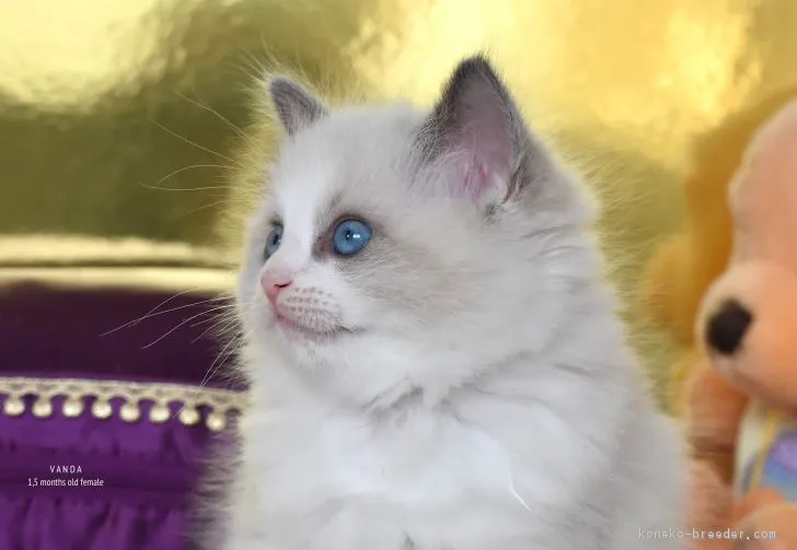 ID：1902-01363の子猫