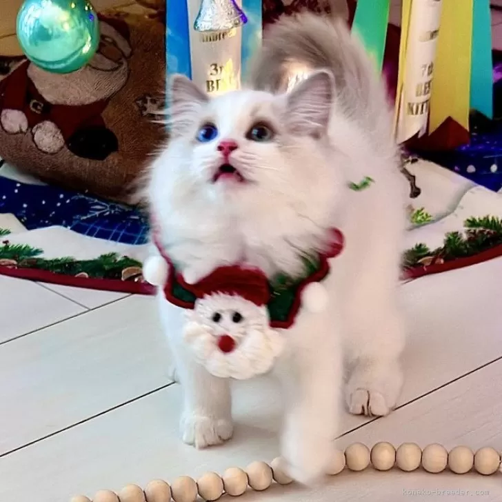 ゆーちゃっく 様のお迎えした子猫