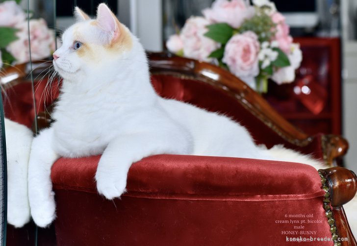 ラグドール【・男の子・2024年2月14日・クリームポイントバイカラー】