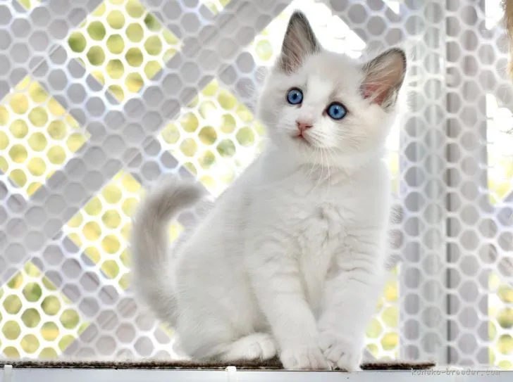ID:2205-00710の子猫