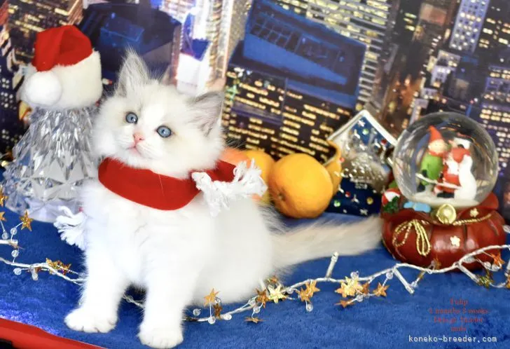 ID：2112-00858の子猫