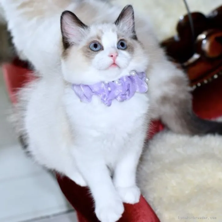 ID:2306-01807の子猫