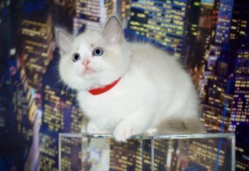 ラグドール【東京都・男の子・2021年5月13日・ブルーポイントバイカラー】の写真「人懐こいおとなしい子です」