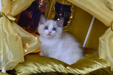 ラグドール【東京都・女の子・2020年5月15日・ブルーポイントバイカラー】の写真「目のきれいなキュートな子です」