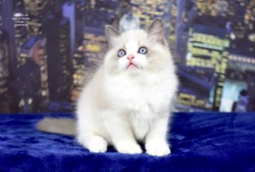 ラグドール【東京都・男の子・2020年9月15日・ブルーポイントバイカラー】の写真「人懐こい優しい性格の子です」