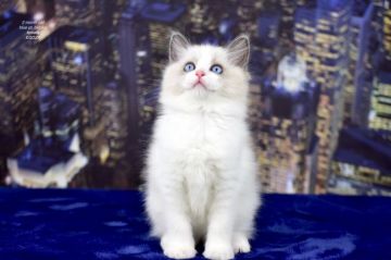 ラグドール【東京都・女の子・2020年9月15日・ブルーポイントバイカラー】の写真「素敵な青い目の女の子」