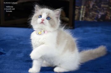 ラグドール【東京都・女の子・2021年4月24日・ブルーポイントバイカラー】の写真「とてもキュートな人懐こい女の子です」