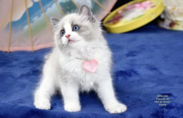 ラグドール【東京都・女の子・2021年4月24日・ブルーポイントバイカラー】の写真「両親ヨーロッパ出身の可愛らしい子です」