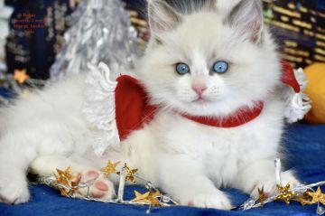 ラグドール【東京都・男の子・2021年10月18日・ブルーポイントバイカラー】の写真「パパ似のハンサムボーイで人懐こいです」