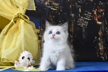 ラグドール【東京都・女の子・2020年5月15日・ブルーーポイントバイカラー】の写真「綺麗でエレガントな女の子です」