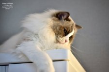 ラグドール【・女の子・2020年11月21日・ブルーポイントバイカラー】