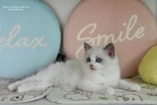 ラグドール【東京都・男の子・2019年5月27日・ブルーポイントバイカラー】の写真3