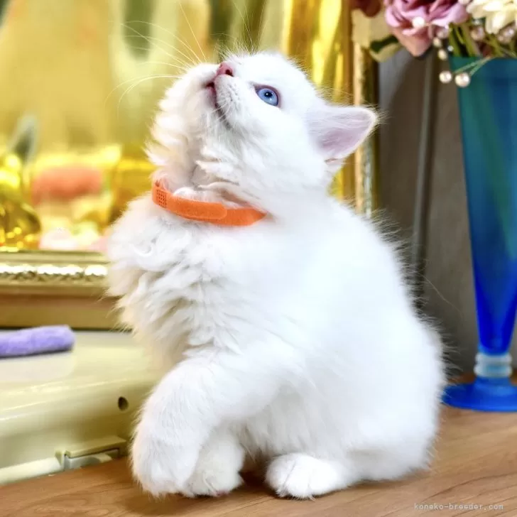 N.S 様のお迎えした子猫