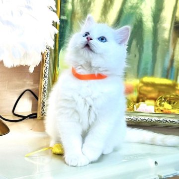 ラグドール【東京都・男の子・2025年8月25日・クリームリンクスポイントバイカラー】の写真「ブルーアイのきれいな顔立ちの子です。」